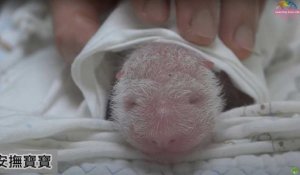 Taïwan: un panda offert par la Chine donne naissance à un deuxième petit