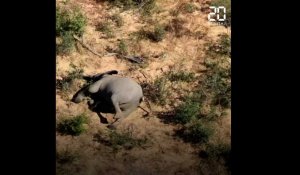 Botswana: mort mystérieuse de centaines d'éléphants