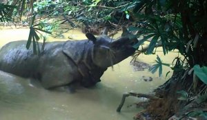 Précieuse image d'un rhinocéros de Java, espèce parmi les plus menacées