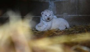 Chypre: deux lionceaux blancs nés au zoo de Paphos
