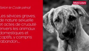 Maltraitance animale en France... les chiffres du mal