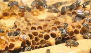En Albanie, les abeilles font leur miel du coronavirus