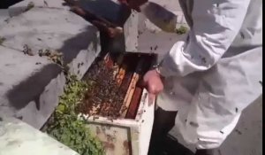 Un millier d'abeilles déboule dans les rues de  Bourbourg