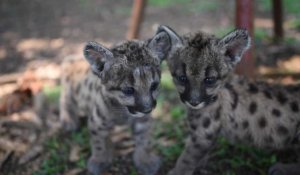 Pandémie et Quarantaine : deux petits pumas nés dans un zoo au Mexique