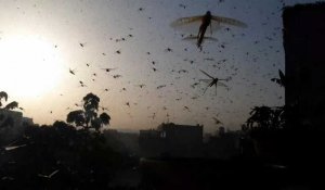 L'Inde vit sa pire invasion de criquets depuis 30 ans