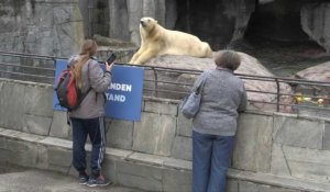 Covid-19: Les visiteurs de retour au zoo de Copenhague