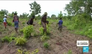 Pandémie de Covid-19 Togo : les ventes de produits agricoles s'effondrent