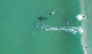 Afrique du Sud: un grand requin blanc nage parmi des surfeurs