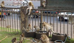 Une ville de Thaïlande envahie par les macaques contre-attaque