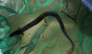 Pollution de l'Escaut: la fédération de pêche du Nord recense les espèces encore vivantes dans l'Escaut