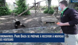 Coronavirus: Pairi Daiza se prépare à recevoir à nouveau des visiteurs