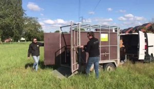 Douai : Les moutons (et les chèvres) sont de retour dans les prairies de l'éco-pâturage 