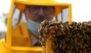 Italie: les Romains font grise mine mais les abeilles font la fête