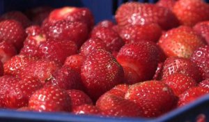Les Finlandais à la rescousse des fraises