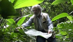 Colombie: un botaniste confiné par la pandémie dans son jardin tropical