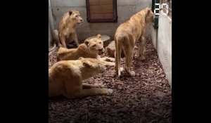 Eure: Quatre lionnes maltraitées dans un cirque saisies par la justice