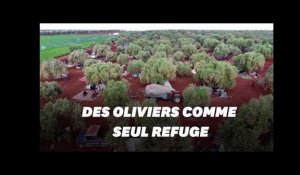 En Syrie, les habitants se réfugient sous les oliviers pour échapper aux bombardements