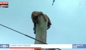 Floride : Un lynx se retrouve perché sur un poteau électrique (vidéo) 