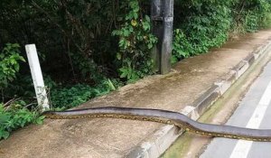 Un anaconda de trois mètres traverse la route !