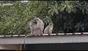 Adorable : un bébé singe retrouve sa mère après trois semaines d'hospitalisation !
