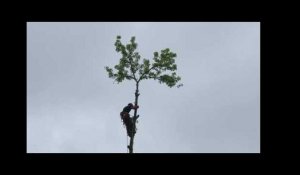 Saumur. Abattage des derniers arbres place de la Bilange