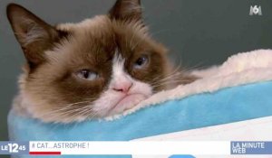 Grumpy Cat est mort à l'âge de 7 ans - ZAPPING ACTU HEBDO DU 18/05/2019