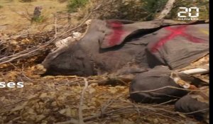 Le Botswana lève l'interdiction de la chasse aux éléphants