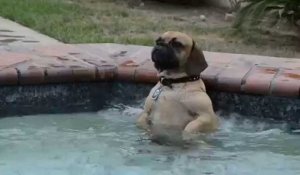 Le chien qui adore le jet d'eau de la piscine