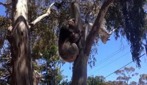 Ce koala pleure après avoir été viré de son arbre