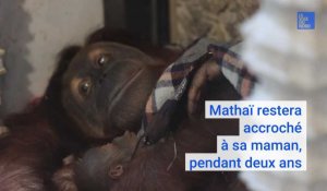 Naissance d'un orang-outan à Pairi Daiza