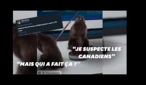Les Américains découvrent les marmottes de France 3, et ils sont fans