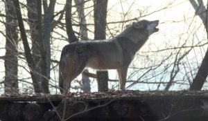Aux Etats-Unis, les loups gris menacés par une nouvelle loi