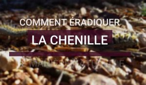 Comment éradiquer la chenille processionnaire de manière naturelle