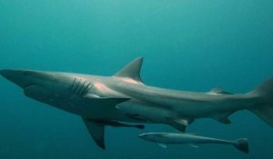 Filets anti-requins: des "mailles de la mort" pour protéger les Sud-Africains