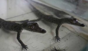 Au Pérou, naissance de bébés crocodiles d'une espèce menacée