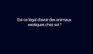 Est-ce légal d'avoir des animaux exotiques chez soi