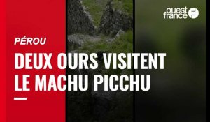 VIDÉO. Deux ours explorent le Machu Picchu déserté par les touristes