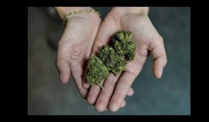 Cannabis récréatif : une mission parlementaire lance une consultation citoyenne