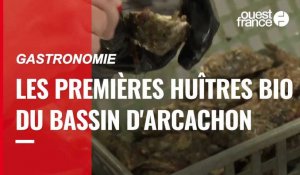 Gastronomie. Les premières huîtres bio du bassin d'Arcachon