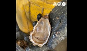 Vendée. Comment ouvrir une huître ? 