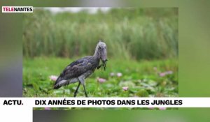 Dix années de photos dans les forêts tropicales