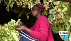 Au Zimbabwe, le secteur agricole s'ouvre de plus en plus aux femmes