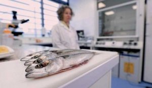 Enquête de santé - Le poisson : à consommer sans modération ?