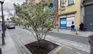 Roubaix : plantation d’arbustes en centre-ville
