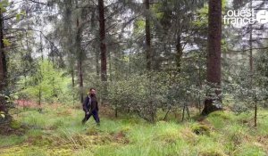 VIDÉO. « La forêt qui capte le plus de CO2 en Bretagne, c'est la futaie de résineux  »