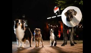 Strays (Backstreet Dogs): Trailer HD VO st FR/NL