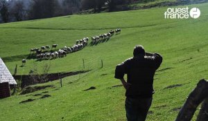 VIDÉO. Hautes-Pyrénées : ils relancent une filière laine