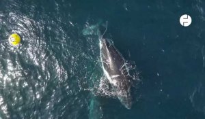 VIDÉO. Le sauvetage d'une baleine à bosse, coincée dans une bouée en Australie