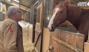 VIDÉO. En Normandie, l'Association Lyne Guéroult prend soin des chevaux réformés de la Garde républicaine