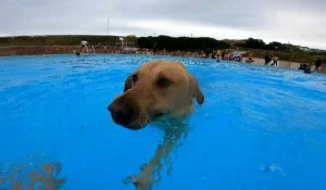 Angleterre : en septembre, chiens et maîtres s'emparent d'une piscine en plein air